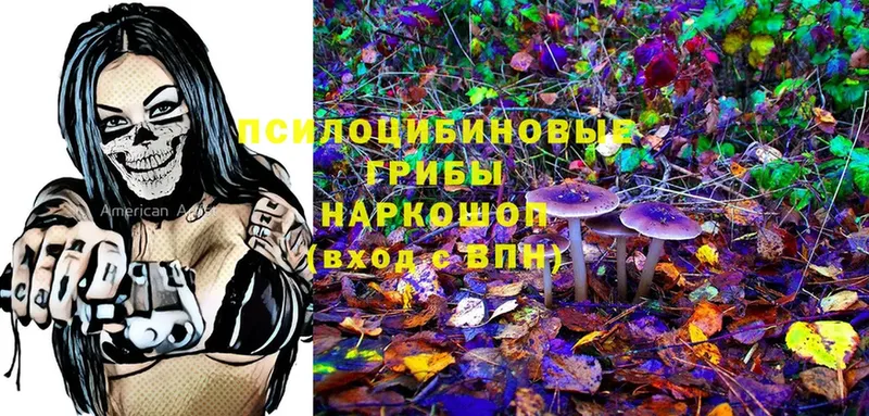 Псилоцибиновые грибы Psilocybe  сколько стоит  Новопавловск 